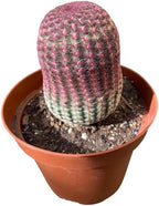 Live Cactus Plants, Fully Rooted Cactus Succulent Plants, Rare Varieties for Gift or Home Decoration (Rainbow Hedgehog Cactus) (6 inch Pot)