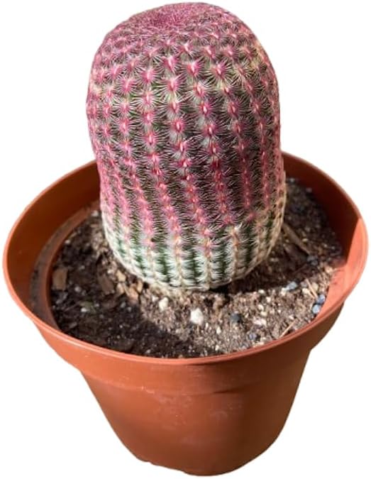 Live Cactus Plants, Fully Rooted Cactus Succulent Plants, Rare Varieties for Gift or Home Decoration (Rainbow Hedgehog Cactus) (6 inch Pot)