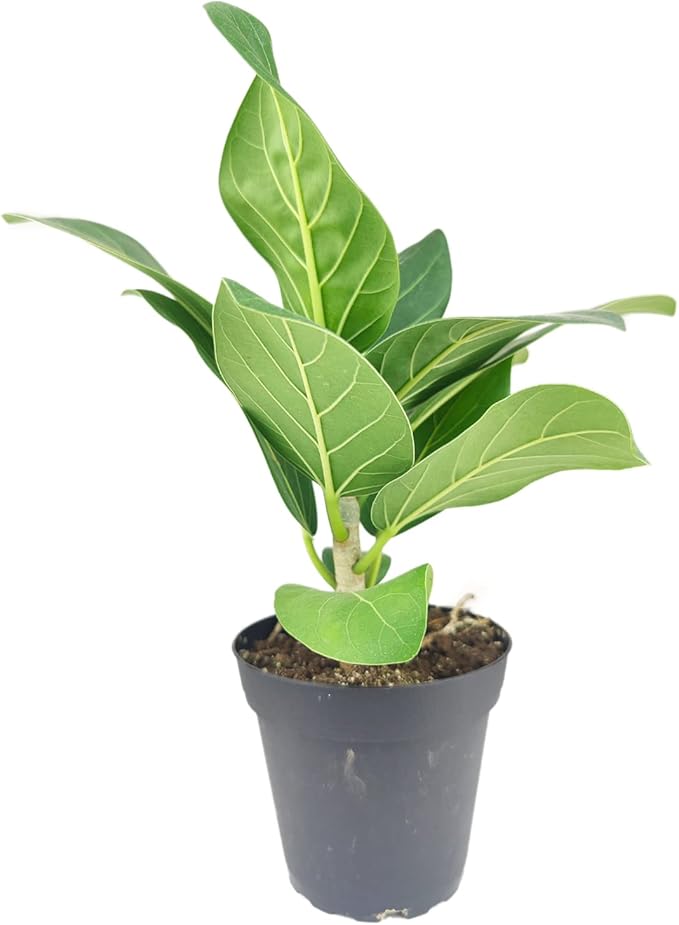 Ficus Audrey (4" Grower Pot) - Live, Healthy, Indoor Air Purifier Houseplants for Gift or Home Decoration - Feng Shui Plant for Home Office - Easy to Care Houseplants for Beginners
