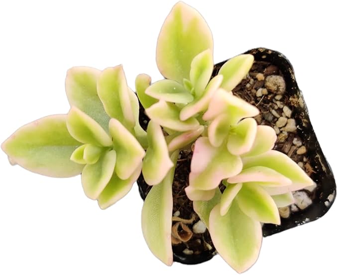 Live Succulent Cactus Plants (2" Pot Aptenia Cordifolia Variegata)