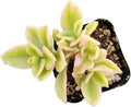 Live Succulent Cactus Plants (2" Pot Aptenia Cordifolia Variegata)