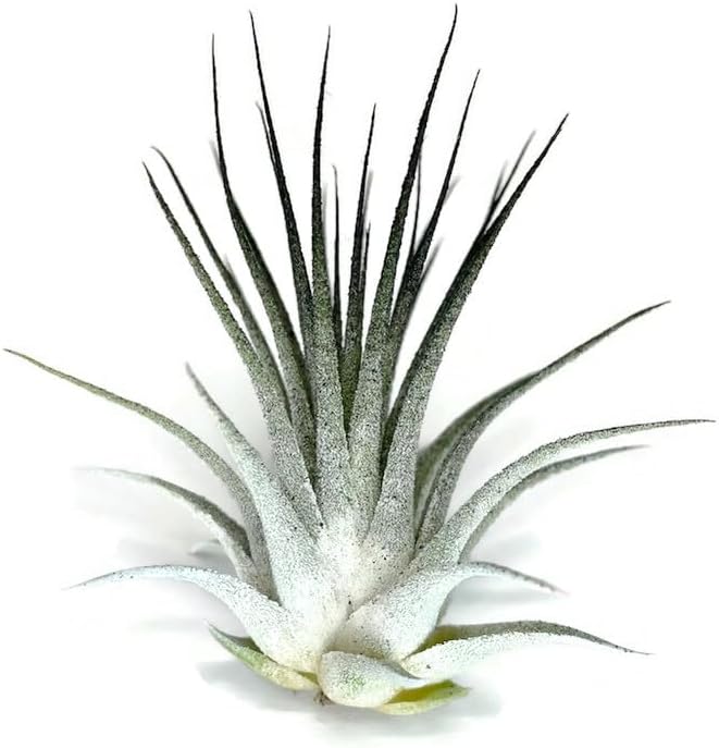 Rainbow Tillandsia Air Plant, Tillandsia Air Plant, Airplant, Air Purification, House Plant, Home Decor & Gift, Live Plant, Healthy Arrival Guarantee (White/Black)