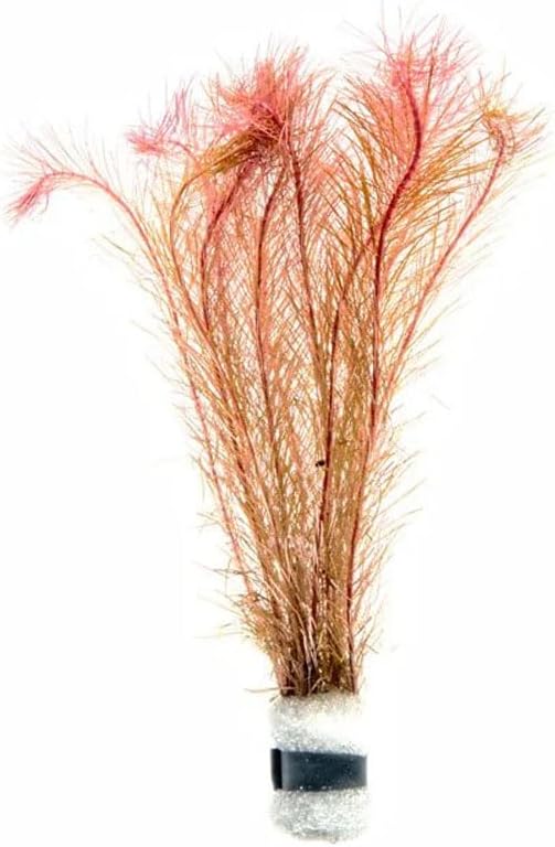 SubstrateSource Live Aquarium Red Stem Plants - Freshwater Aquatic Plant for Fish Tanks, Aquascaping - (Rotala Wallichii, 1 Bunch)