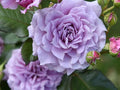 30+ Colin Craven Rose Seeds Fragrant Perennial Purple Bloom English Garden Rose Rare Hardy Flower