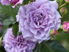 30+ Colin Craven Rose Seeds Fragrant Perennial Purple Bloom English Garden Rose Rare Hardy Flower