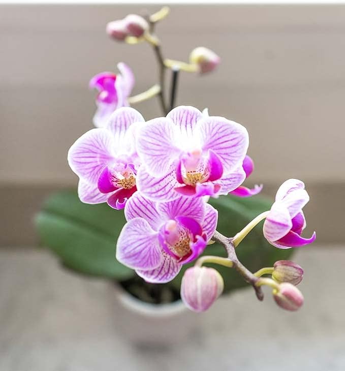 From You Flowers - Graceful Mini Orchid for Birthday, Anniversary, Get Well or Celebration