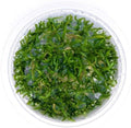 SubstrateSource Live Plant - Mauritius Micro Sword (Lilaeopsis mauritiana) - Foreground Carpet, Snail-Free in Vitro Aquarium Plant - Tissue Culture