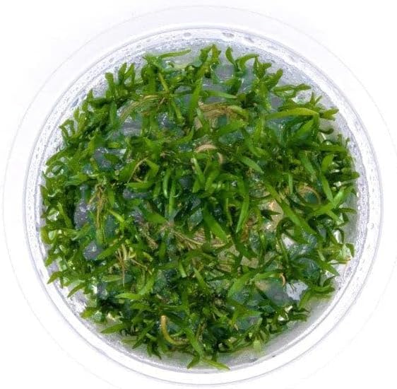 SubstrateSource Live Plant - Mauritius Micro Sword (Lilaeopsis mauritiana) - Foreground Carpet, Snail-Free in Vitro Aquarium Plant - Tissue Culture