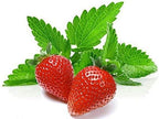 100 Strawberry Mint Herb Seeds Non-GMO Fragrant Rare US Grown Mentha piperita