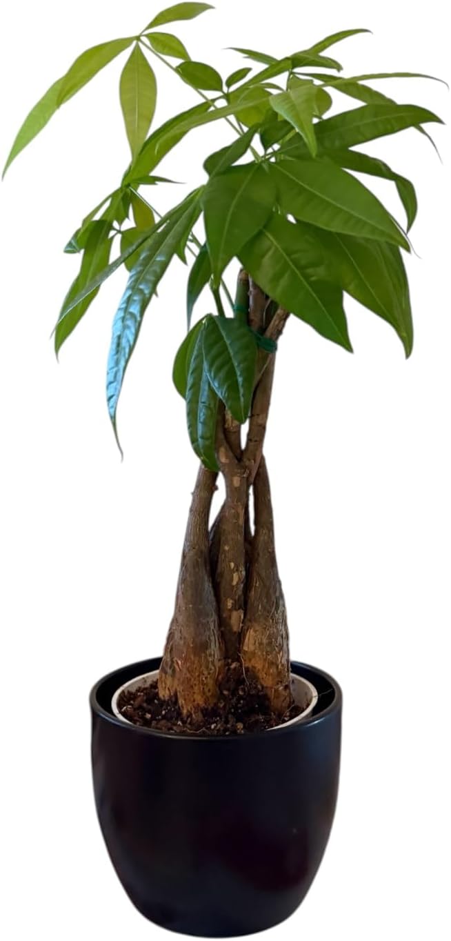 Money Tree Live Plant | 14-22 Inches Tall Bonsai | Easy to Grow Indoor Houseplant | Home, Office, or Room Decor | Birthday, Housewarming Gift (Black)
