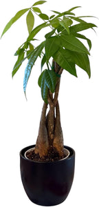 Money Tree Live Plant | 14-22 Inches Tall Bonsai | Easy to Grow Indoor Houseplant | Home, Office, or Room Decor | Birthday, Housewarming Gift (Black)