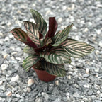 Calathea Ornata Live Plant in 2" Pot - Live Plants Pet Safe Air Purifying Indoor Houseplants Flowers for Home Office Wedding Decor & Birthday Gift (Heat Pack Included)