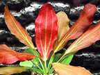 10 Species Live Aquarium Plants Package - Microsorum Java Fern, Swords, Vallisneria and More!
