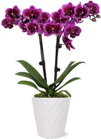 From You Flowers - Posh Purple Orchid Plant for Birthday, Anniversary, Get Well or Celebration