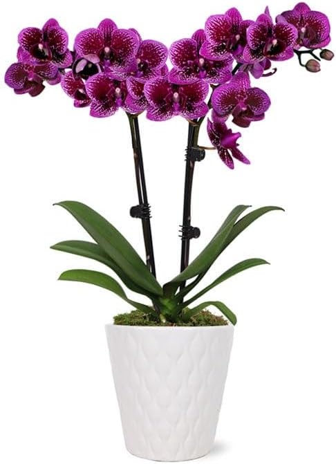 From You Flowers - Posh Purple Orchid Plant for Birthday, Anniversary, Get Well or Celebration