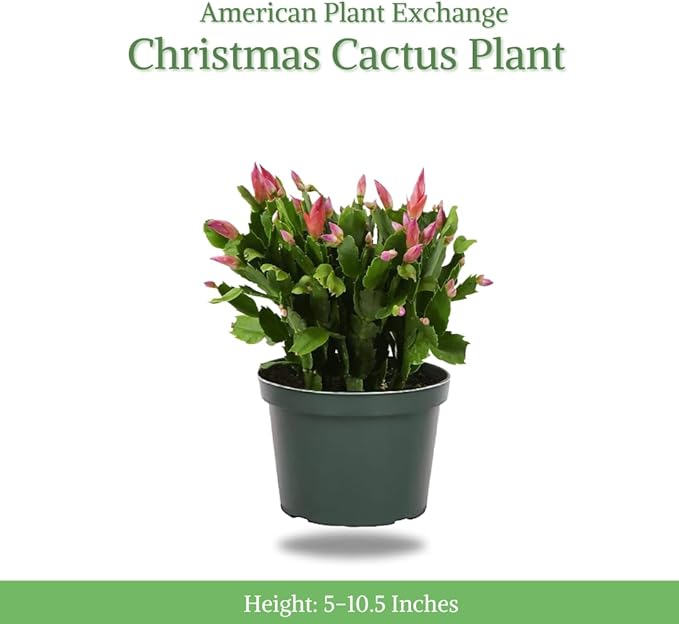 American Plant Exchange Live Christmas Cactus – 6-Inch Pot Cover – Easy Care Flowering Succulent with Festive Blooms for Holiday Home Décor, Kitchens, Offices & Indoor Winter Displays