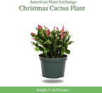 American Plant Exchange Live Christmas Cactus – 6-Inch Pot Cover – Easy Care Flowering Succulent with Festive Blooms for Holiday Home Décor, Kitchens, Offices & Indoor Winter Displays