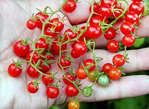 20+ Worlds Smallest Spoon Currant Tomato Seeds, Early, Heirloom Non-GMO, Rare, Early, Vigorous, Sweet, Indeterminate, Open-Pollinated, Delicious, from USA