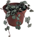 String of Hearts - Hearts Entangled -Ceropegia woodii-2.5" Pot-Collector' Series