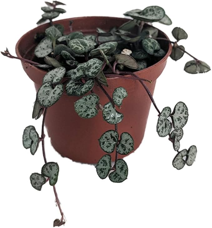 String of Hearts - Hearts Entangled -Ceropegia woodii-2.5" Pot-Collector' Series