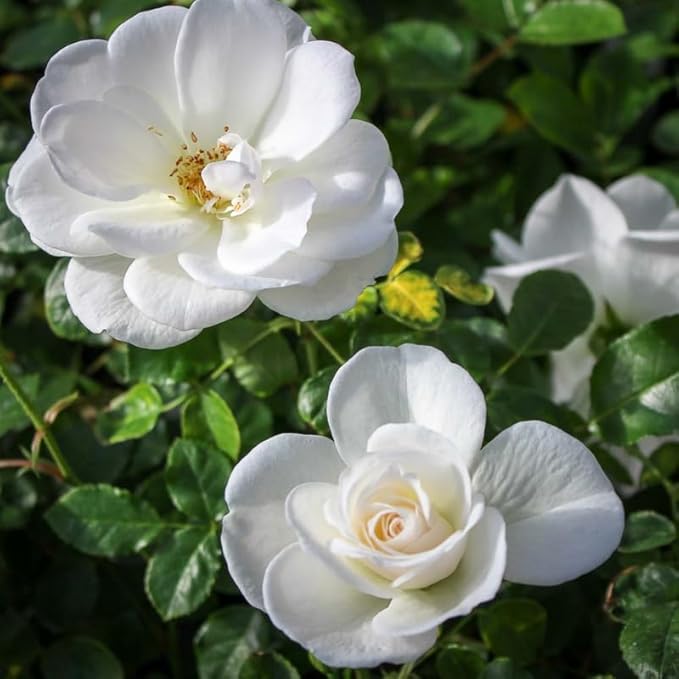 White Rose Live Plant, Can Grow As Rose Bushes Shrubs or Climbing, Fragrant Ready to Plant, Starter Size, 5 to 10 Inc Tall, Dormant in Winter