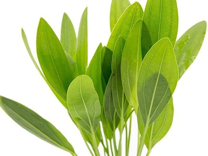 SubstrateSource Echinodorus Muricatus Radican Sword Live Plant for Freshwater Aquariums, Natural Fish Tank Decorations, and Aquatic Decor (1 Pot (2-3 Plants))