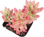 Live Succulent Cactus Plants (2" Pot Sedum Rubrotinctum Aurora)