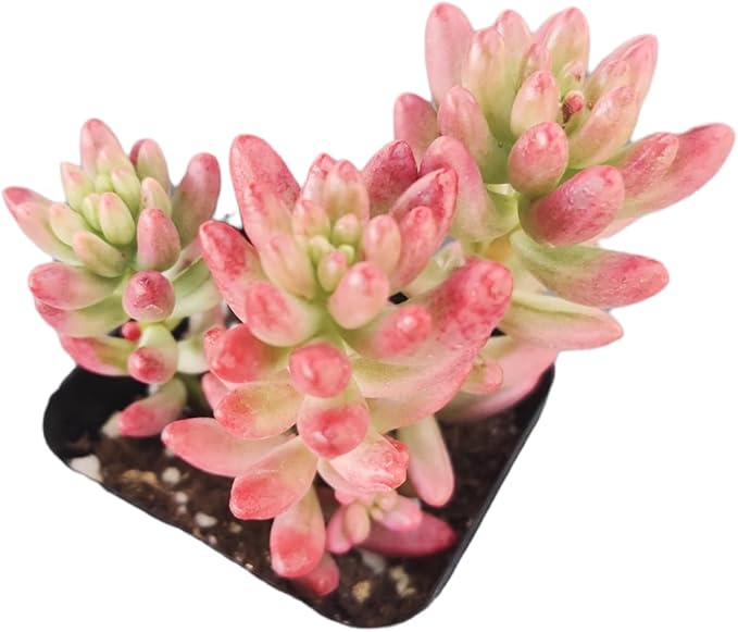Live Succulent Cactus Plants (2" Pot Sedum Rubrotinctum Aurora)