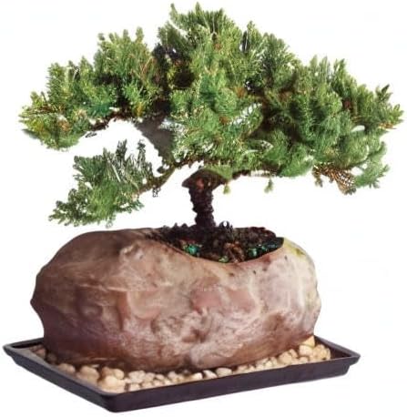 Brussel's Bonsai - Live Green Mound Juniper Bonsai Tree with Rock Pot and Bonsai Tray, Outdoor Bonsai Tree Live Plant, 5 Years Old, 6-10 Inches Tall, Easy Care Bonsai for Patio Garden (Medium)