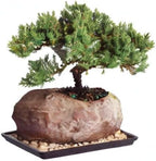 Brussel's Bonsai - Live Green Mound Juniper Bonsai Tree with Rock Pot and Bonsai Tray, Outdoor Bonsai Tree Live Plant, 5 Years Old, 6-10 Inches Tall, Easy Care Bonsai for Patio Garden (Medium)