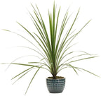 RedCrocus Dracaena 'Spikes' - Evergreen Indoor & Outdoor Plant, Pet Safe, Easy Care, Modern Foliage, Decorative for Borders & Containers 1 Quart (Pack of 12)