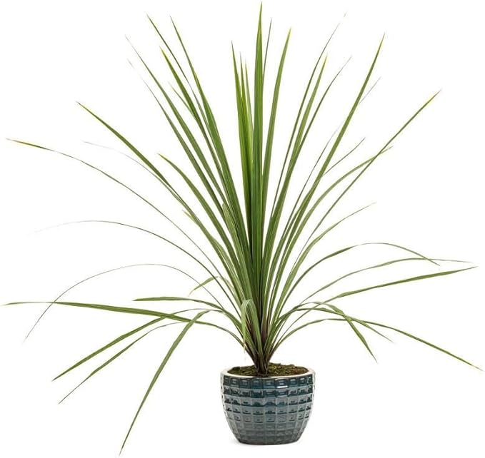 RedCrocus Dracaena 'Spikes' - Evergreen Indoor & Outdoor Plant, Pet Safe, Easy Care, Modern Foliage, Decorative for Borders & Containers 1 Quart (Pack of 12)