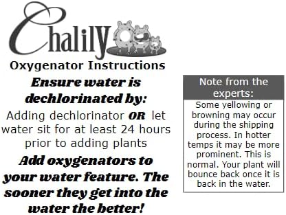 Chalily Anacharis Submerged Oxygenator, a Great Live Pond Plant for Your Water Garden. Filters The koi and Goldfish Pond. Good for Underwater Areas! Submerged Oxygenator!