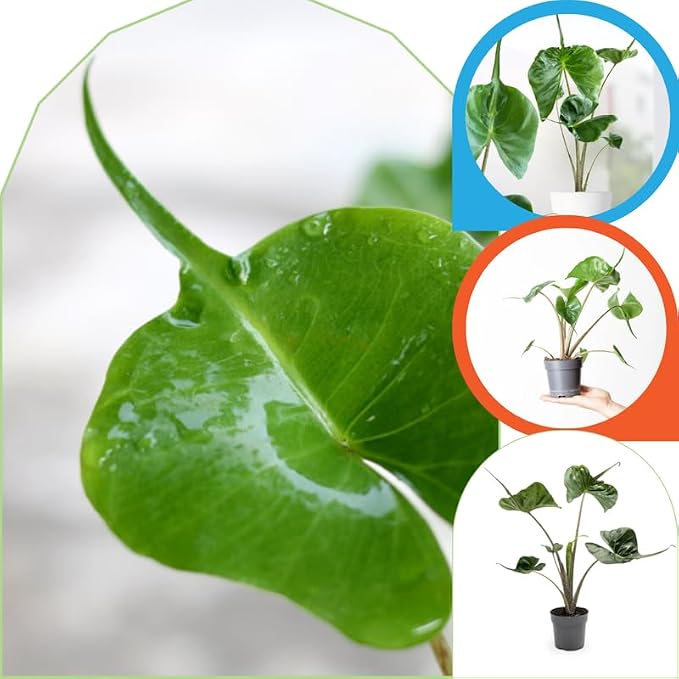 2 Pointed Leaf Alocasia Plants Live Houseplant for Indoor Outdoor Growing, 4 to 8 Inches Tall, Rare and Hardy