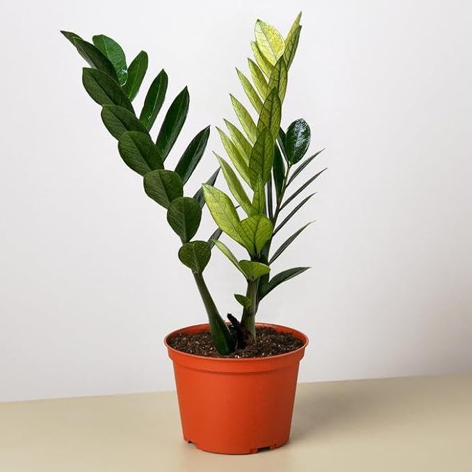 RedCrocus Chameleon ZZ Plant- Variegated Zamioculcas zamiifolia Indoor Plant, Pet Safe, Low Maintenance, Decorative Foliage, Container Friendly, Indoor Office & Shade Garden 6" Pot