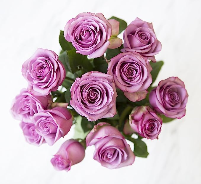 KaBloom - 24 Stems of Purple Roses (Cut-to-Order, and Homegrown in the USA) - Fresh Flowers for Birthday, Valentine's & Mother's Day