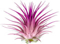 Rainbow Tillandsia Air Plant, Tillandsia Air Plant, Airplant, Air Purification, House Plant, Home Decor & Gift, Live Plant, Healthy Arrival Guarantee (Light Pink/Pink)
