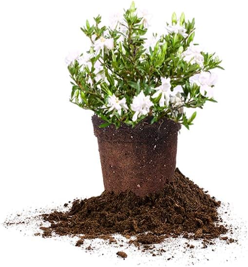 Perfect Plants Radican Gardenia Live Plant, 1 Gallon Pot