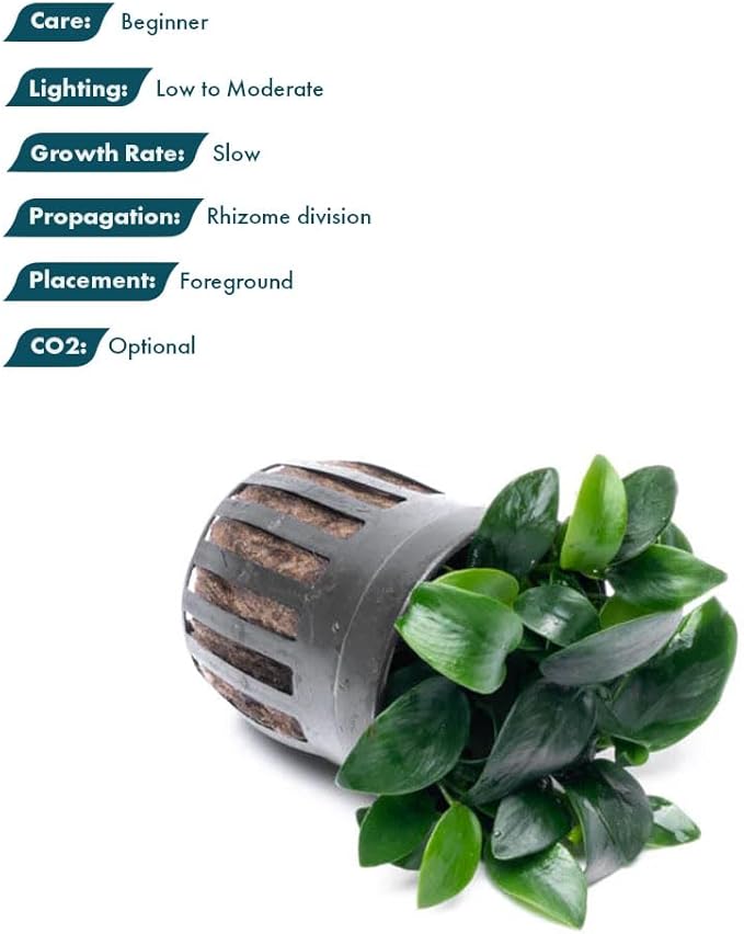 SubstrateSource Anubias Live Aquarium Plants - Potted Freshwater Plant for Fish Tanks, Terrariums - Beginner Friendly Low Light (Nana Bonsai, 1 Pot)