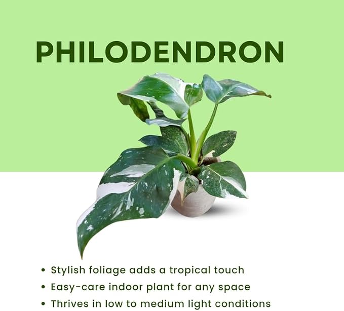 White Princess Philodendron Plant Live, Rare Tropical Variegated Live Indoor Houseplant, Starter Plants No Pot, 5-9" in Tall