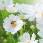 300+ Rare Dwarf Mix Cosmos Seeds for Planting-Cupcake Cosmos Seed-Non-GMO Heirloom for Home Outdoor Garden