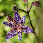 Blue Wonder Toad Lily (Hardy Japanese Lily) 1/pkg