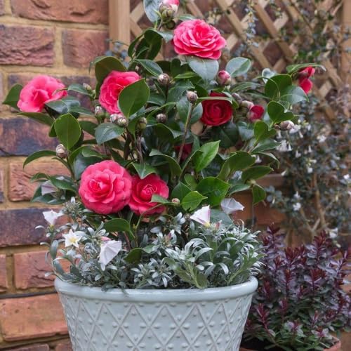 9 Months Old Camellia Tree Live Plant, Camellias Plants Shrub, Large Flower Well-Rooted in Pot, Indoor Outdoor, Cold Hardy (Pink)