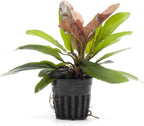 SubstrateSource Live Plants - Echinodorus ‘Red Rubin’ (Echinodorus sp.) - Medium to High Light, Red Green, Midground to Background, Freshwater Aquascaping Aquatic Plant - Pot