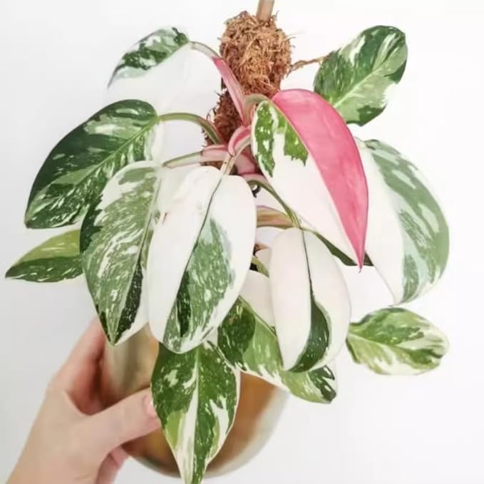 White Princess Philodendron Plant Live Indoor, 5-9" No Pot, Tropical House Plant for Indoor, 5-9" No Pot Home Décor Houseplants