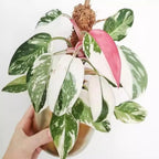 White Princess Philodendron Plant Live, Rare Tropical Variegated Live Indoor Houseplant, Starter Plants No Pot, 5-9" in Tall