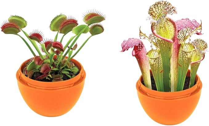 Toys By Nature Mini Terrarium Carnivorous Plant Bundle, 100% USA Made Complete Starter Kit Includes 2 Each of Flytraps, Pitcher Plants, Sundews, Easy to Grow Planting Seeds Just Add Water