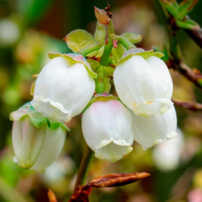 Blueberry Plant Biloxi (4 Pack) Live for Sale | Easy to Grow Plants | Edible Fruit Plant for Sustainable Living | Grow Your own Food on Your Edible Organic Garden| Live for Planting| No Seeds
