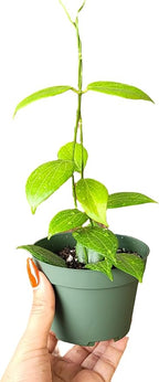 Hoya Fitchii - Rare & Easy-to-Care Wax Plant | Stunning Veined Foliage | Indoor Air Purifying Plant | Live Houseplant | CA Seller (Multiple Plants/Stems, 6" Hanging Pot)
