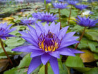 Floating Plants and Water Lily Tuber Bundle – Live Aquatic Plants for Ponds & Aquariums